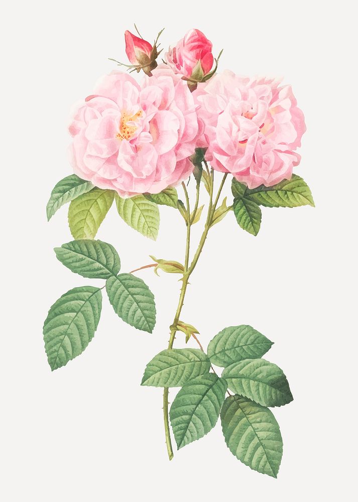 Vintage Italian damask rose vector