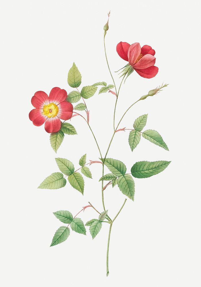 Vintage blooming Bengal rose illustration
