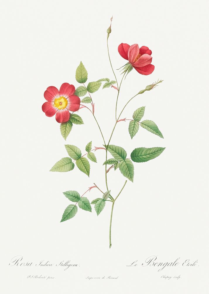 Rose Indica Stelligera, also known as the Bengal Star (Rosa indica stelligera) from Les Roses (1817&ndash;1824) by Pierre…
