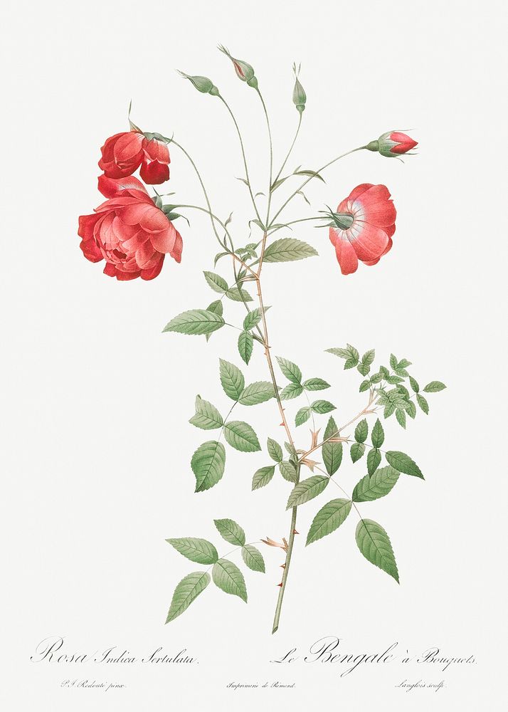 Red Rose, also known as Bengal in Bouquet (Rosa indica sertulata) from Les Roses (1817&ndash;1824) by Pierre-Joseph…