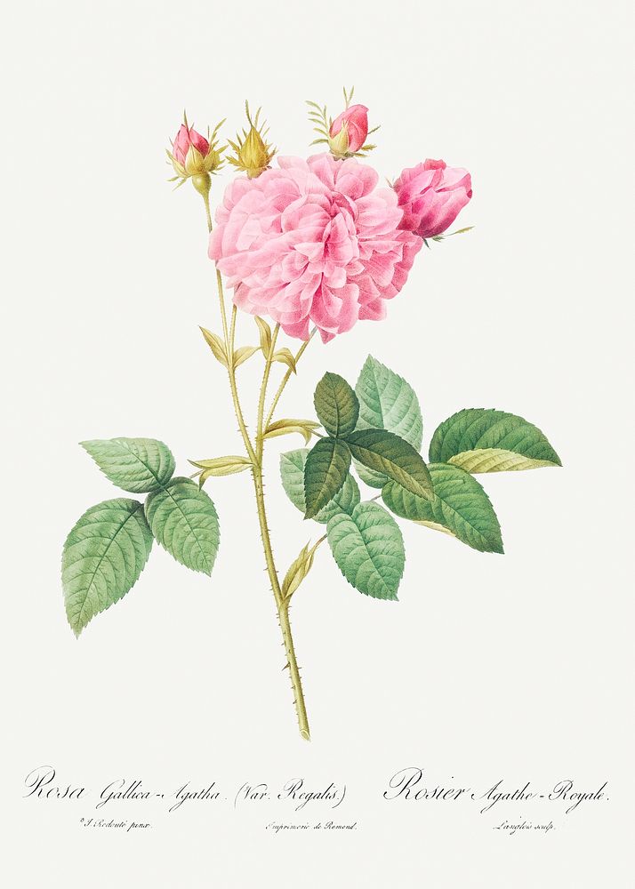 Agatha rose, also known as Rosa gallica-Agatha, Var. Regalis from Les Roses (1817&ndash;1824) by Pierre-Joseph…
