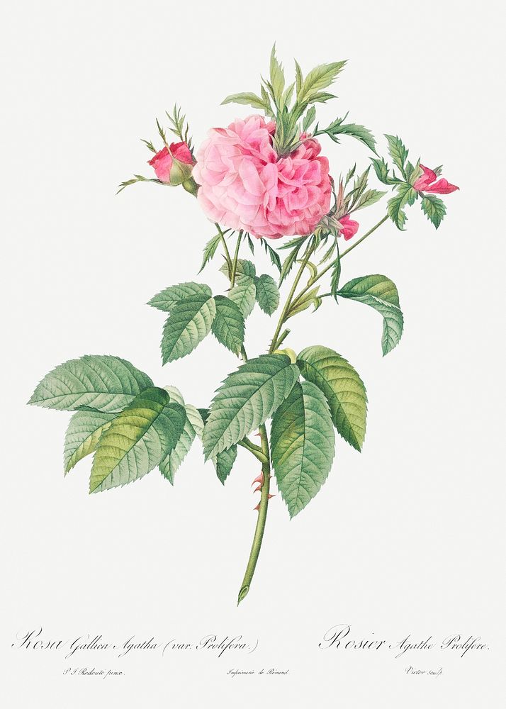 Agatha rose, also known as Rosa gallica-Agatha, Var. Prolifera from Les Roses (1817&ndash;1824) by Pierre-Joseph…
