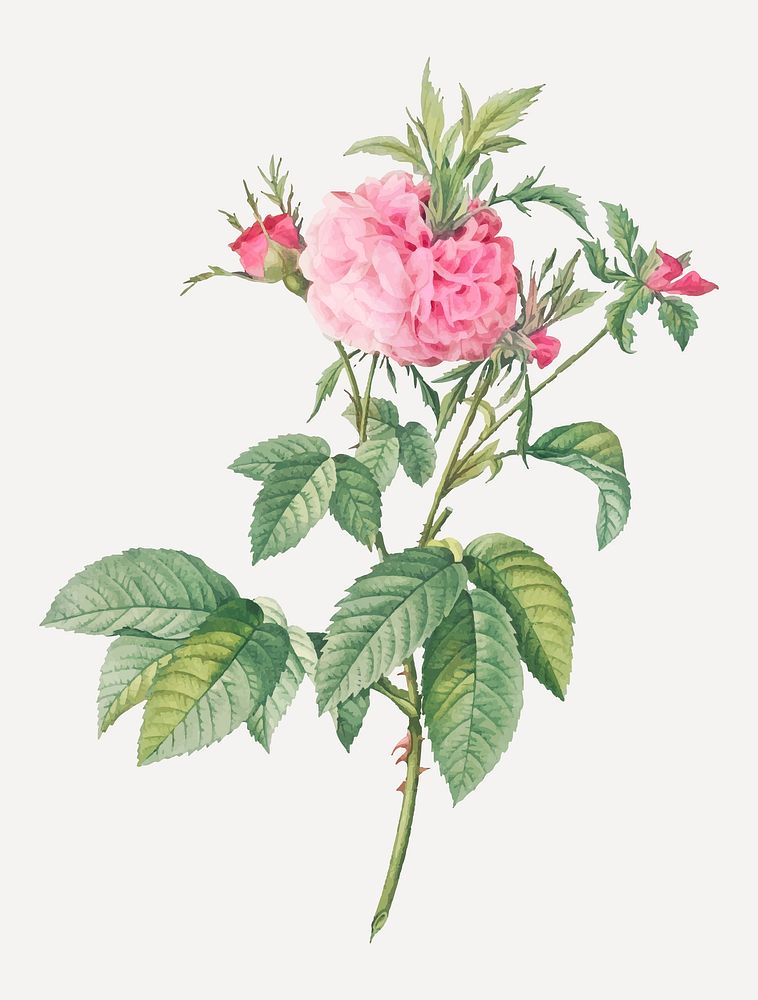 Vintage blooming Agatha rose vector