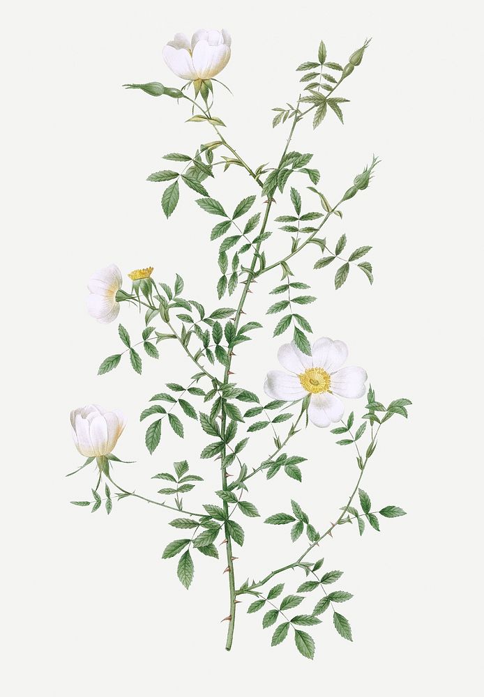 Vintage blooming hedge rose illustration