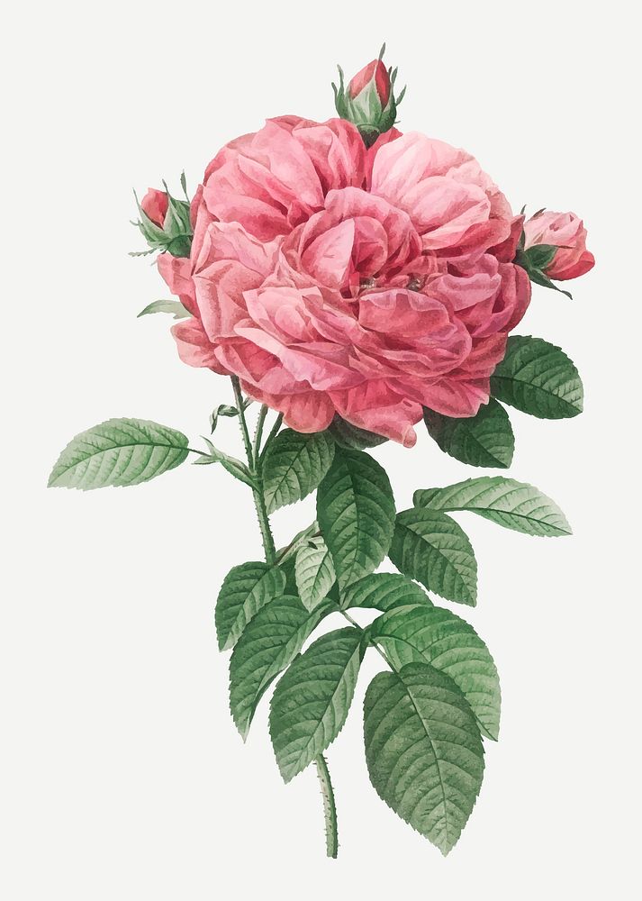 Vintage giant French rose vector | Premium Vector Illustration - rawpixel