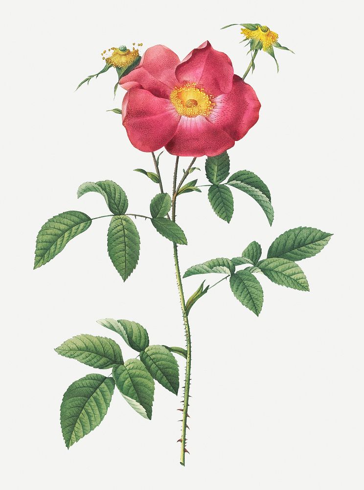 Vintage stapelia French rose illustration
