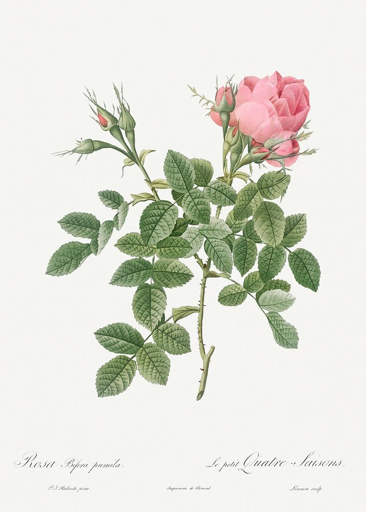 Dwarf Four Seasons Rose, Rosa bifera pumila from Les Roses (1817&ndash;1824) by Pierre-Joseph Redout&eacute;. Original from…