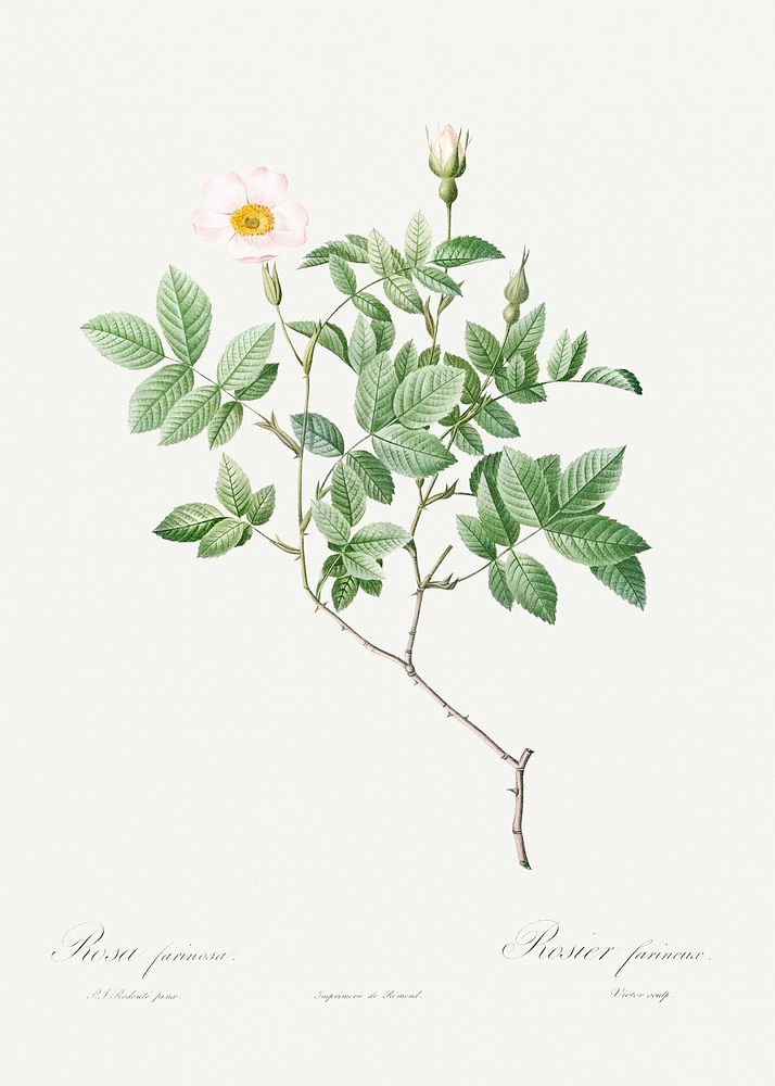 Farinose Rose, also known as Flowery Rosebush (Rosa farinosa) from Les Roses (1817&ndash;1824) by Pierre-Joseph…