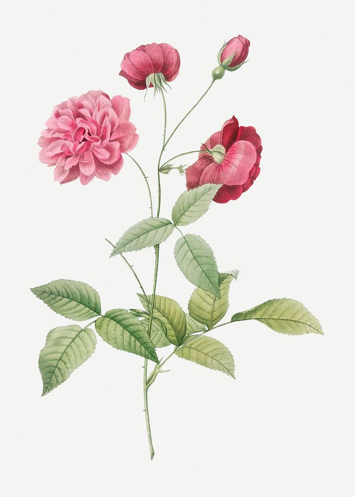 Vintage blooming China rose illustration