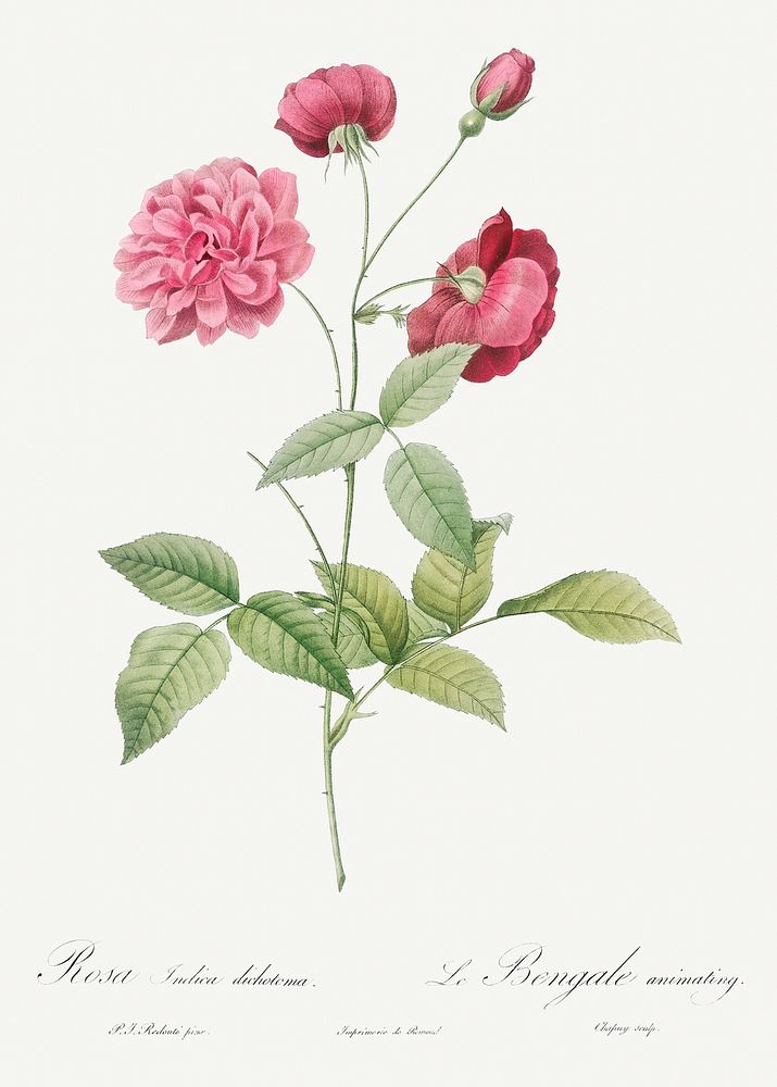 China Rose, also known as Bengal Animating (Rosa indica dichotoma) from Les Roses (1817&ndash;1824) by Pierre-Joseph…