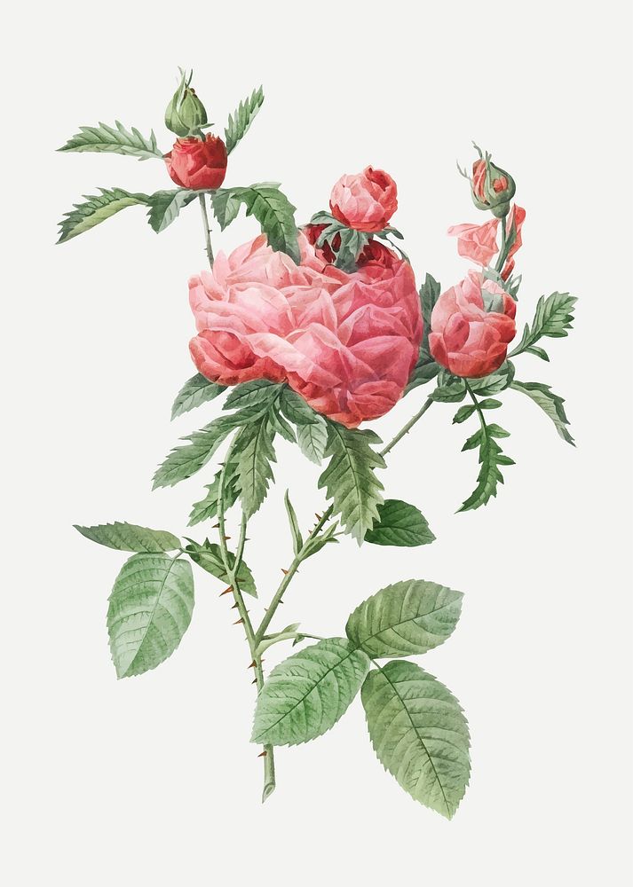 Vintage blooming cabbage rose vector