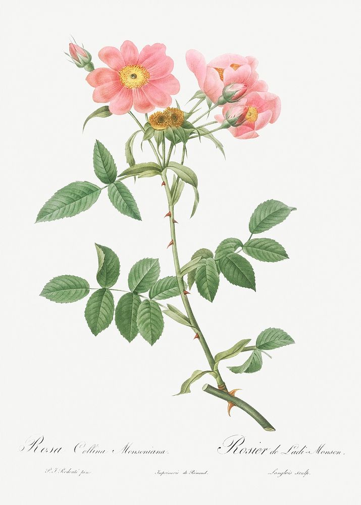 Rose of Lady Monson, Rosa collina monsoniana from Les Roses (1817&ndash;1824) by Pierre-Joseph Redout&eacute;. Original from…