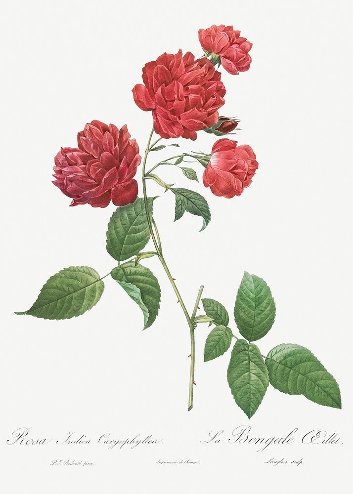 Red Cabbage Rose, also known as Bengal eyelet (Rosa indica caryophyllea) from Les Roses (1817&ndash;1824) by Pierre-Joseph…