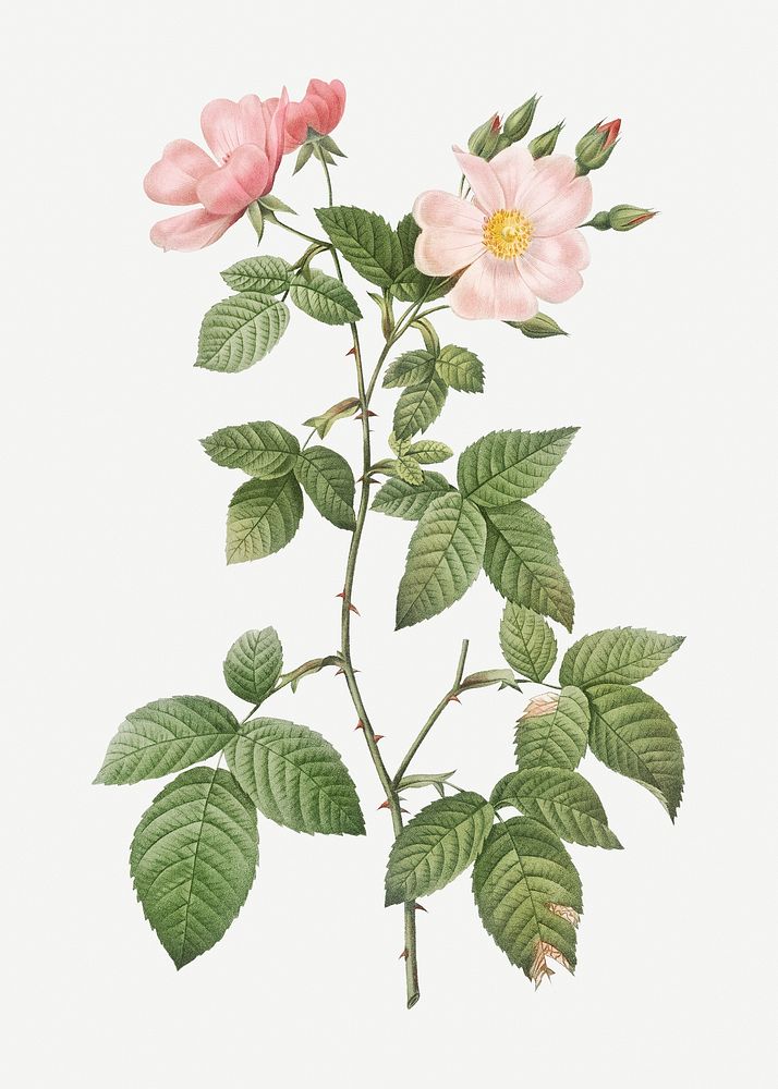 Rosebush with bramble leaves illustration
