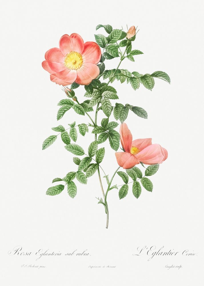 Red sweet brier, also known as Cherry Rosehip (Rosa eglanteria sub rubra) from Les Roses (1817&ndash;1824) by Pierre-Joseph…