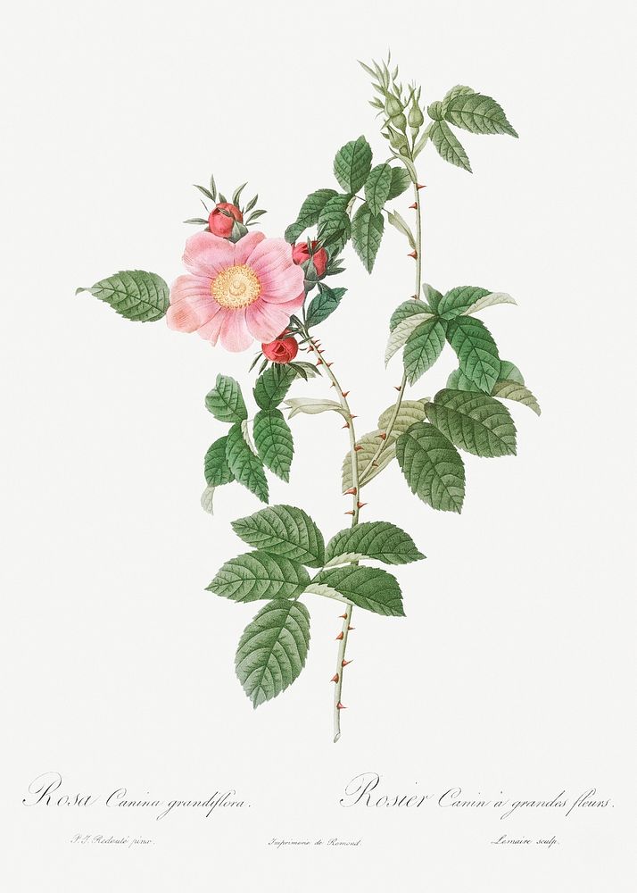 Dog Rose, also known as Big Flowered Dog Rose (Rosa canina grandiflora) from Les Roses (1817&ndash;1824) by Pierre-Joseph…