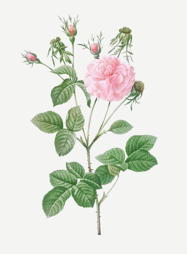 Vintage blooming pink Agatha illustration