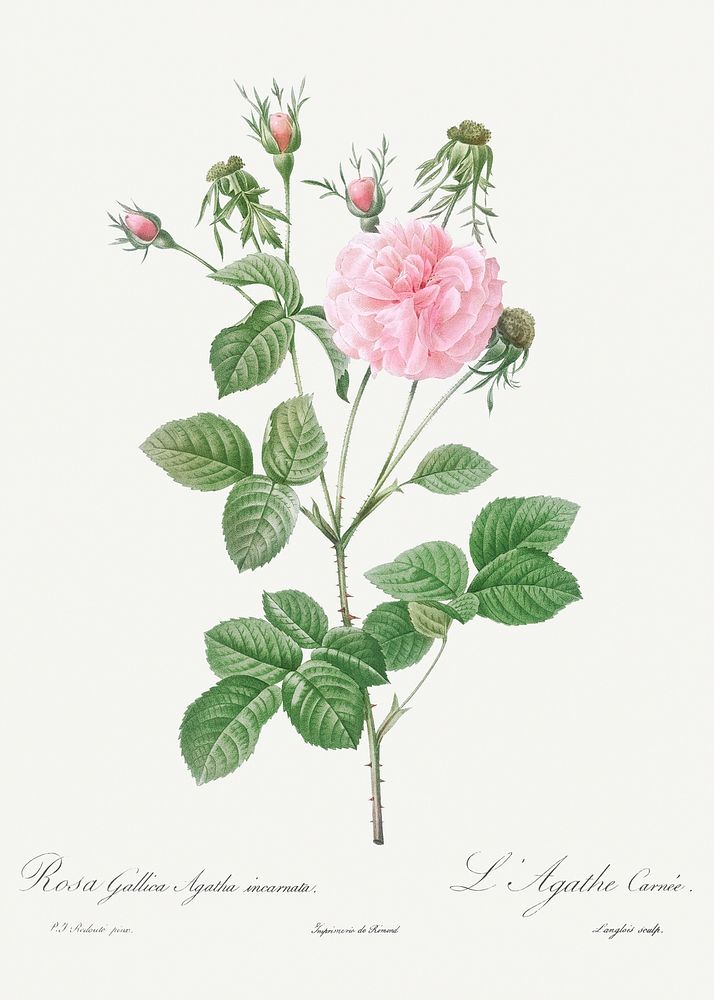Pink Agatha, Rosa gallica Agatha incarnata) from Les Roses (1817&ndash;1824) by Pierre-Joseph Redout&eacute;. Original from…