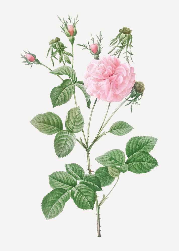 Vintage blooming pink Agatha vector