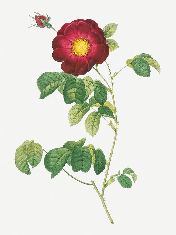Simple-flowered French rose illustration