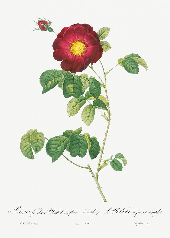 Simple-Flowered French Rose, Rosa reclinata flore simplici from Les Roses (1817&ndash;1824) by Pierre-Joseph Redout&eacute;.…