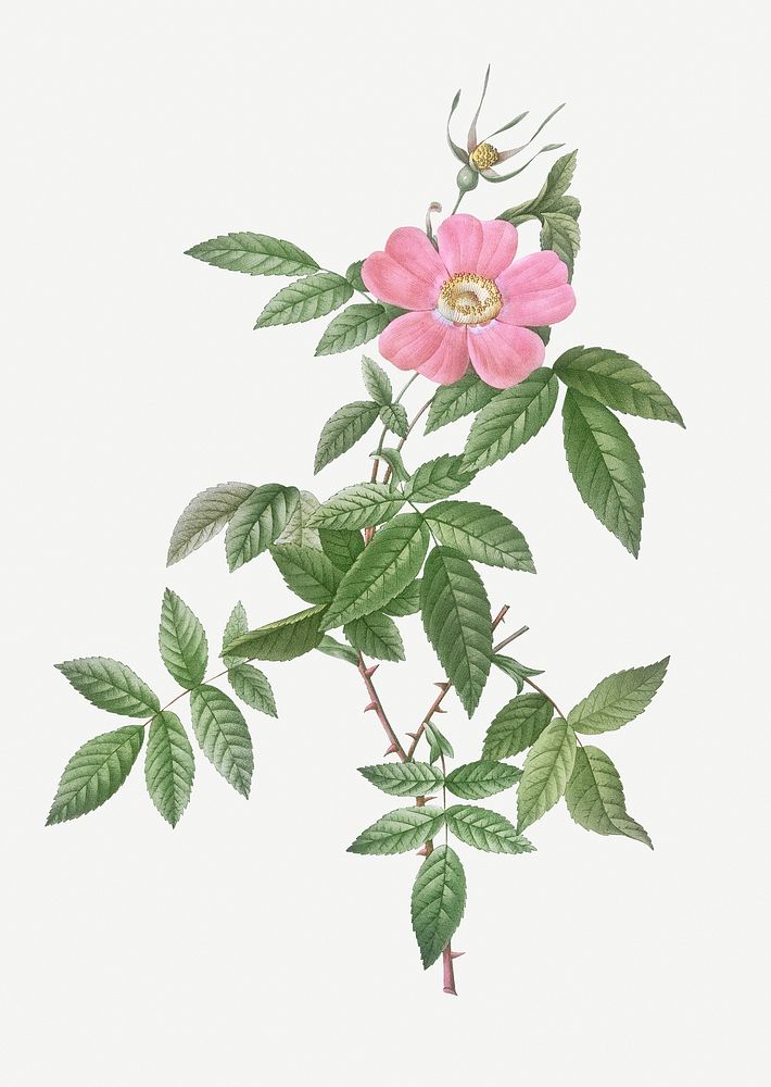 Vintage blooming boursault rose illustration