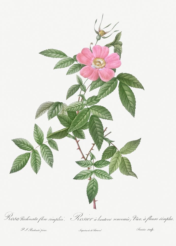 Boursault Rose, Rosa reclinata flore simplici from Les Roses (1817&ndash;1824) by Pierre-Joseph Redout&eacute;. Original…