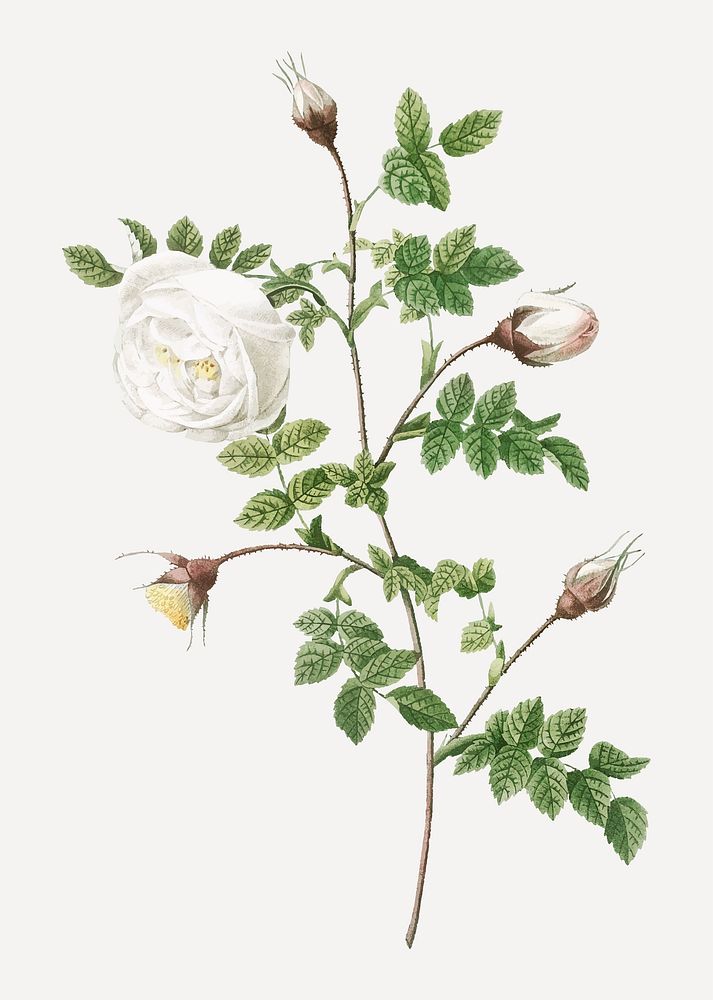 Silver-flowered hispid rose vector