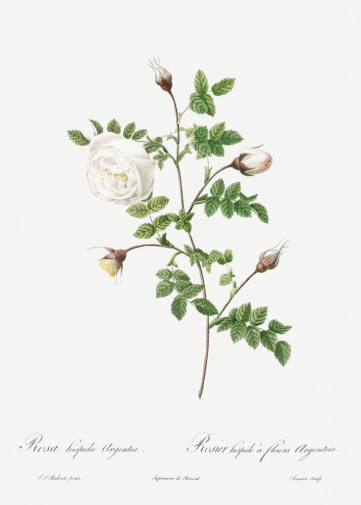 Silver-Flowered Hispid Rose, Rosa hispida argentea from Les Roses (1817&ndash;1824) by Pierre-Joseph Redout&eacute;.…