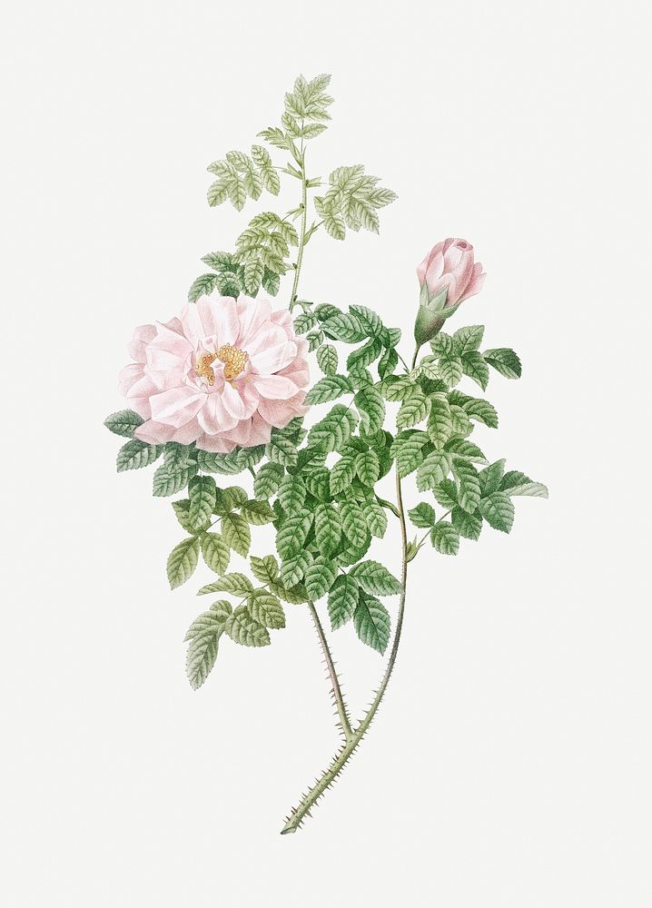 Vintage blooming ventenat's rose illustration