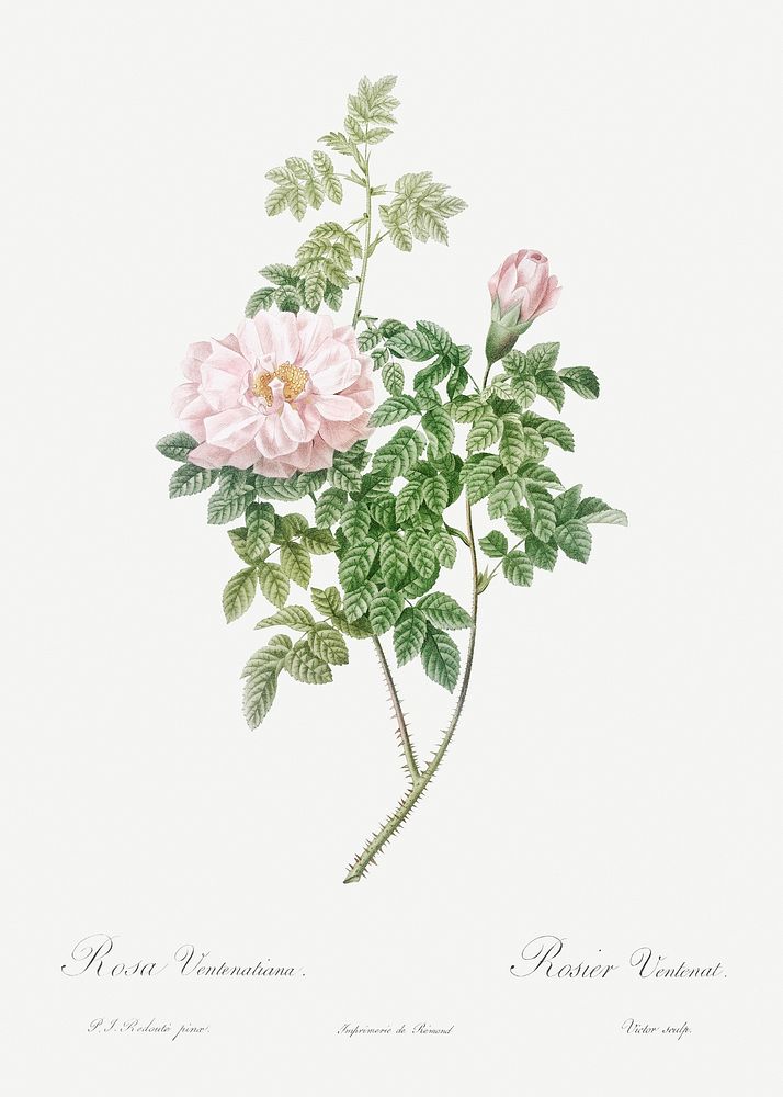 Ventenat's Rose, also known as Rose Bush (Rosa ventenatiana) from Les Roses (1817&ndash;1824) by Pierre-Joseph…