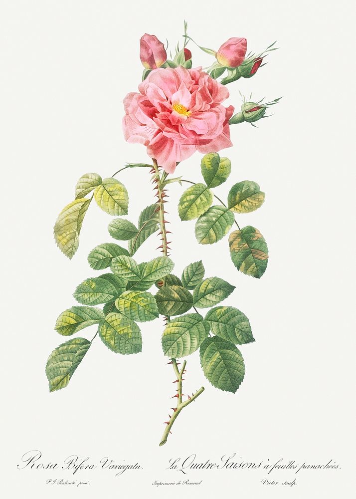 Variegated Four-Seasons Rose, Rosa bifera variegata) from Les Roses (1817&ndash;1824) by Pierre-Joseph Redout&eacute;.…
