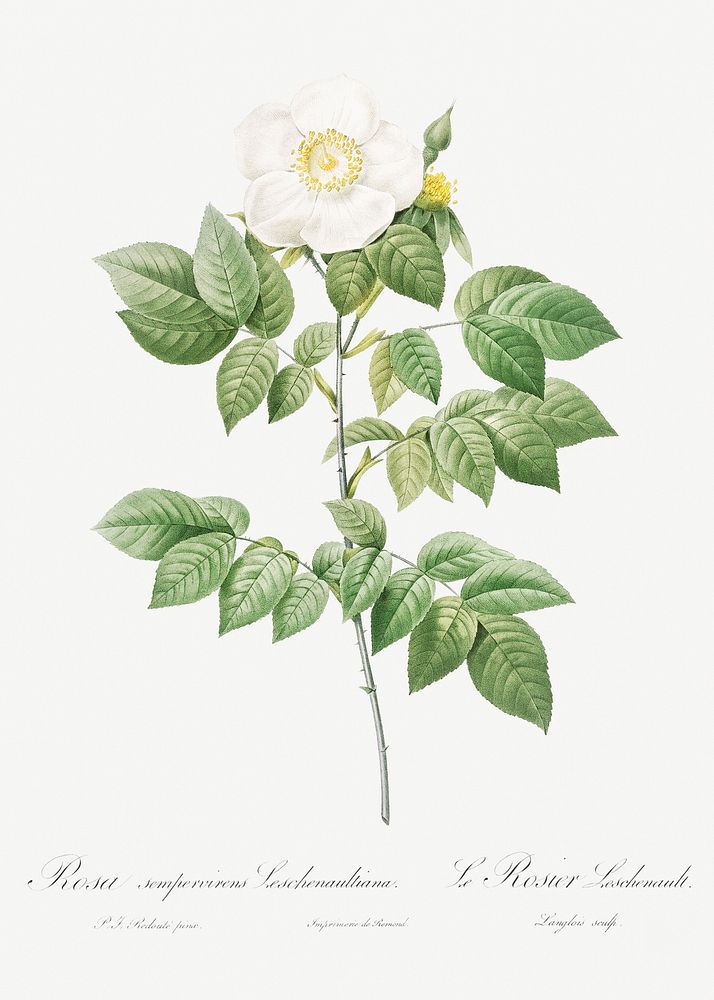 Leschenault's Rose, also known as the Rose Bush (Rosa sempervirens leschenaultiana) from Les Roses (1817&ndash;1824) by…