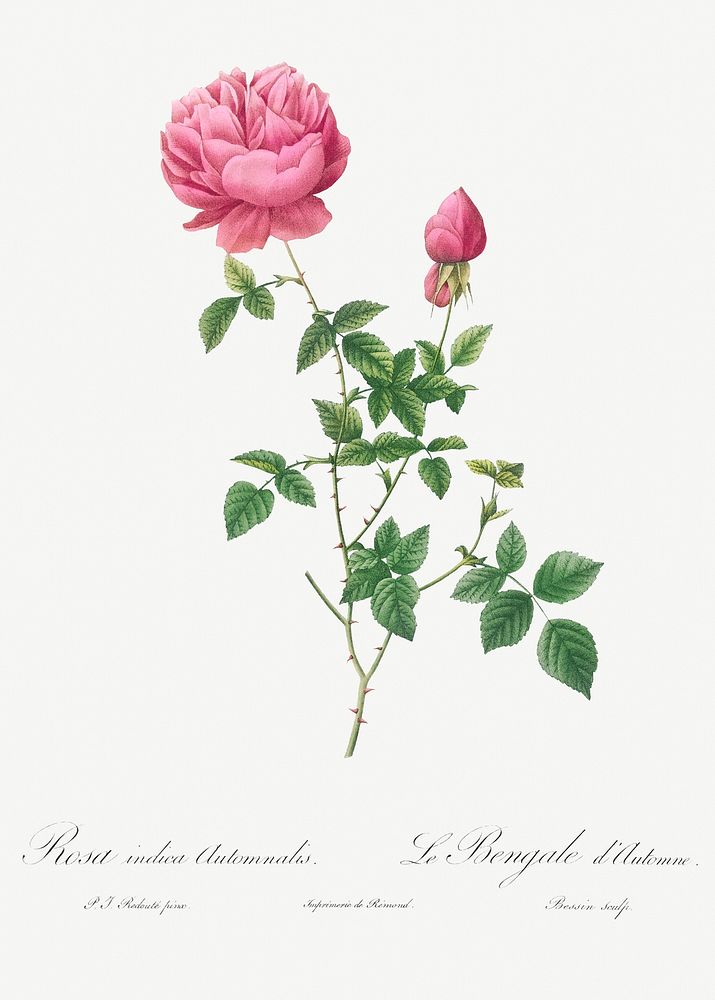 Autumn China Rose, also known as Autumn Bengal (Rosa indica automnalis) from Les Roses (1817&ndash;1824) by Pierre-Joseph…