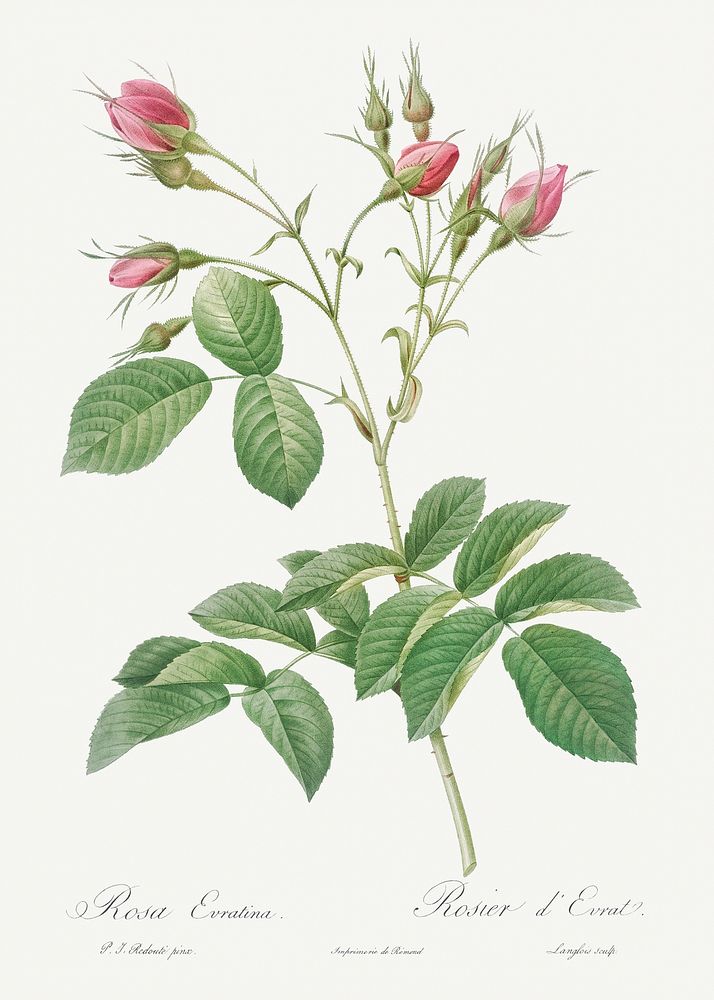 Evrat's Rose with Crimson Buds, Rosa evratina from Les Roses (1817&ndash;1824) by Pierre-Joseph Redout&eacute;. Original…