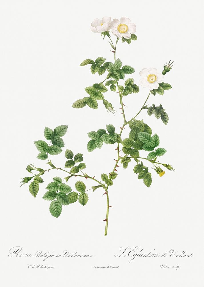 White Sweetbriar, also known as the Wild Rose of Valiant (Rosa rubignosa vaillantiana from Les Roses (1817&ndash;1824) by…