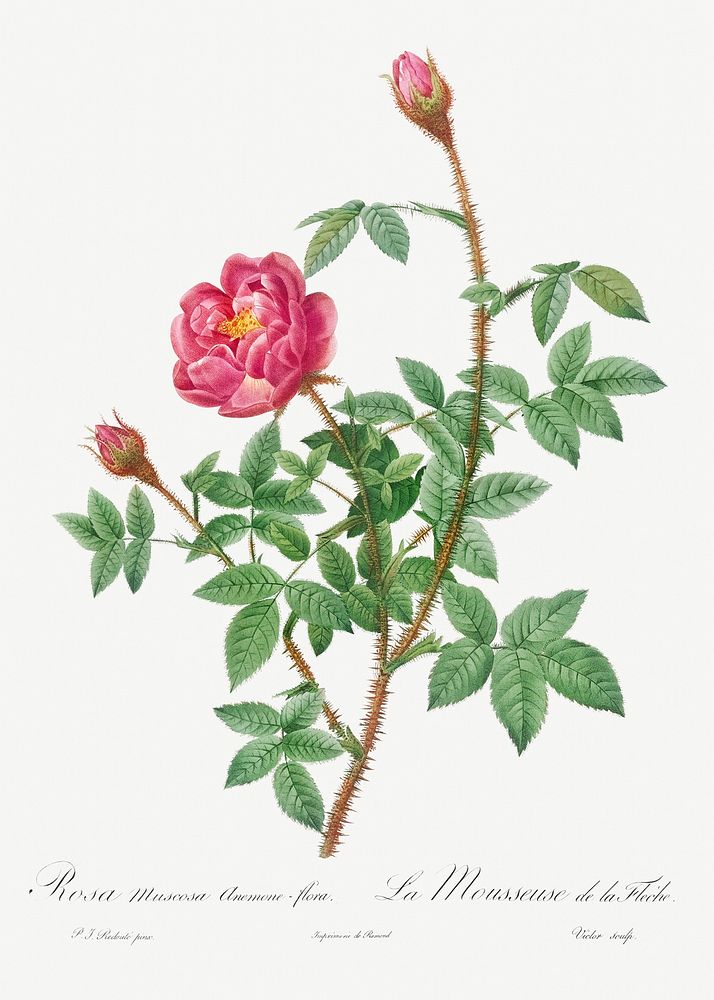Anemone-Flowered Rose Muscosa, Rosa muscosa anemone-flora from Les Roses (1817&ndash;1824) by Pierre-Joseph Redout&eacute;.…