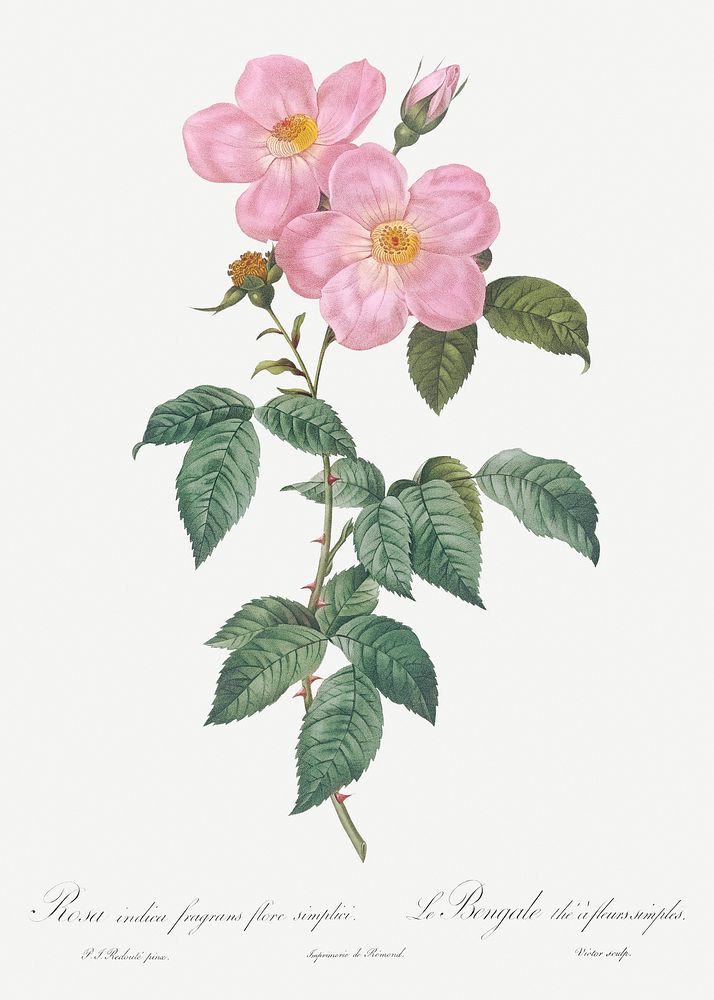 Single Tea-Scented Rose, Rosa indica fragrans flore simplici from Les Roses (1817&ndash;1824) by Pierre-Joseph…