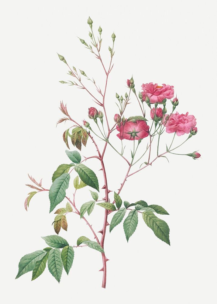 Vintage blooming pink noisette illustration
