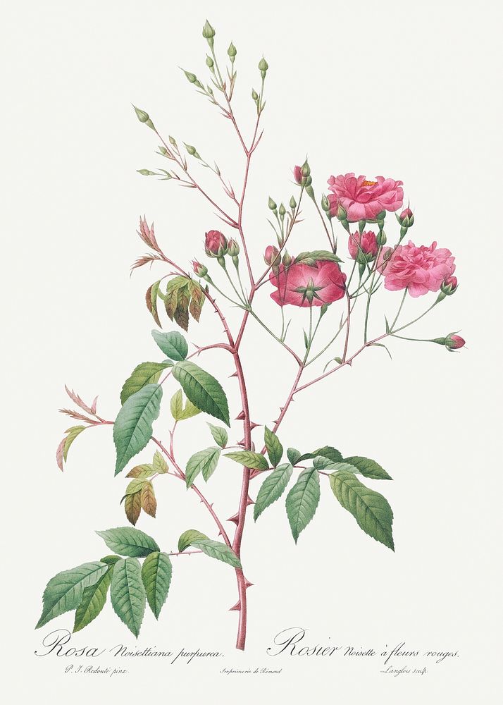 Pink Noisette, Rosa noisettiana purpurea from Les Roses (1817&ndash;1824) by Pierre-Joseph Redout&eacute;. Original from the…