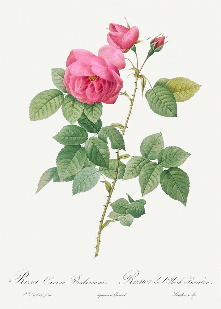 Bourbon Rose, Rosa canina burboniana from Les Roses (1817&ndash;1824) by Pierre-Joseph Redout&eacute;. Original from the…