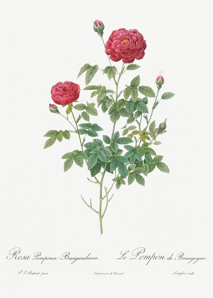 Burgundy Cabbage Rose, also known as the Pompon of Burgundy (Rosa pomponia Burgundiaca) from Les Roses (1817&ndash;1824) by…