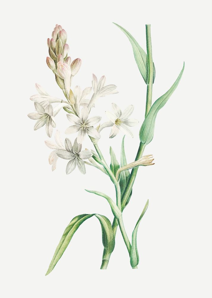 Vintage white tuberose flower vector