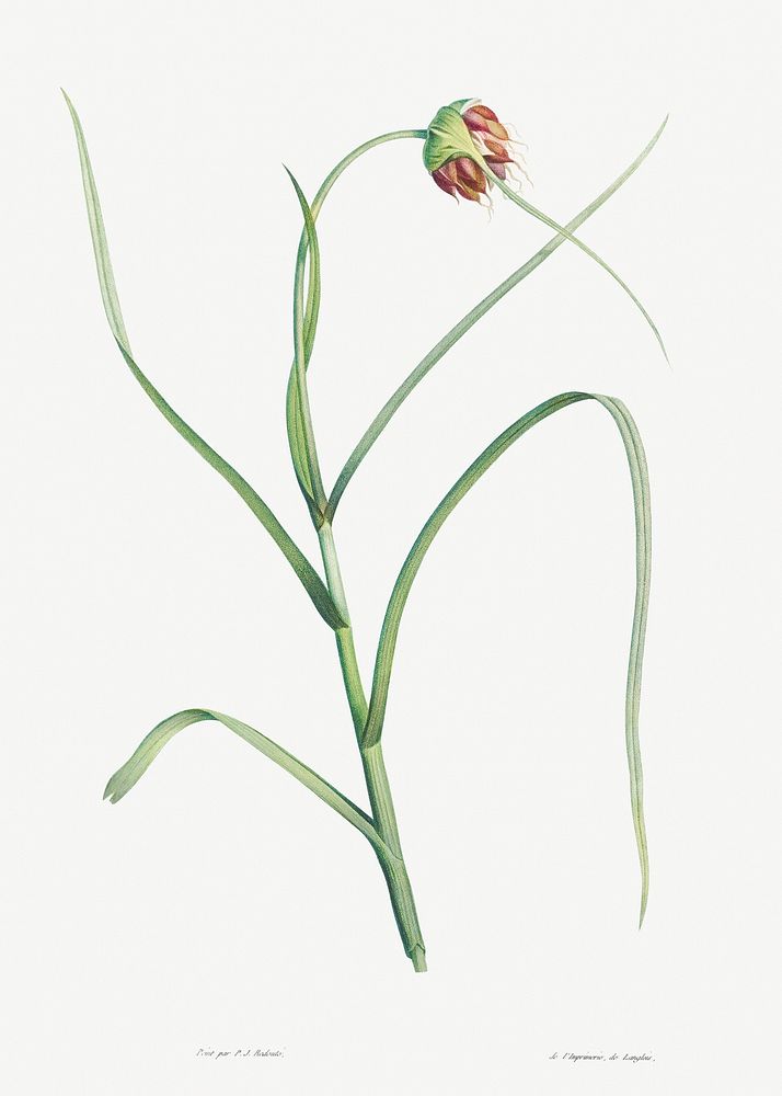 Cultivated garlic from La botanique de J. J. Rousseau by Pierre-Joseph Redout&eacute; (1759&ndash;1840). Original from the…
