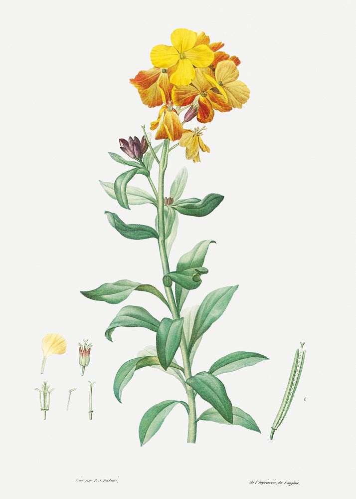 Wallflower, Cheiranthus cheiri from La botanique de J. J. Rousseau by Pierre-Joseph Redout&eacute; (1759&ndash;1840).…