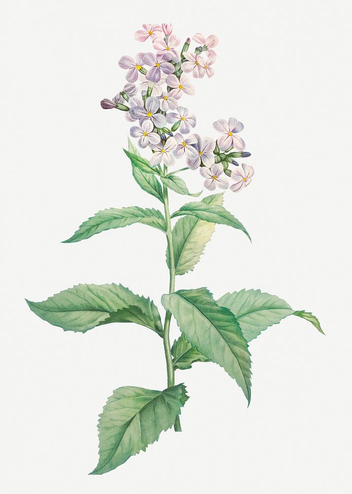 Vintage white gillyflower plant illustration