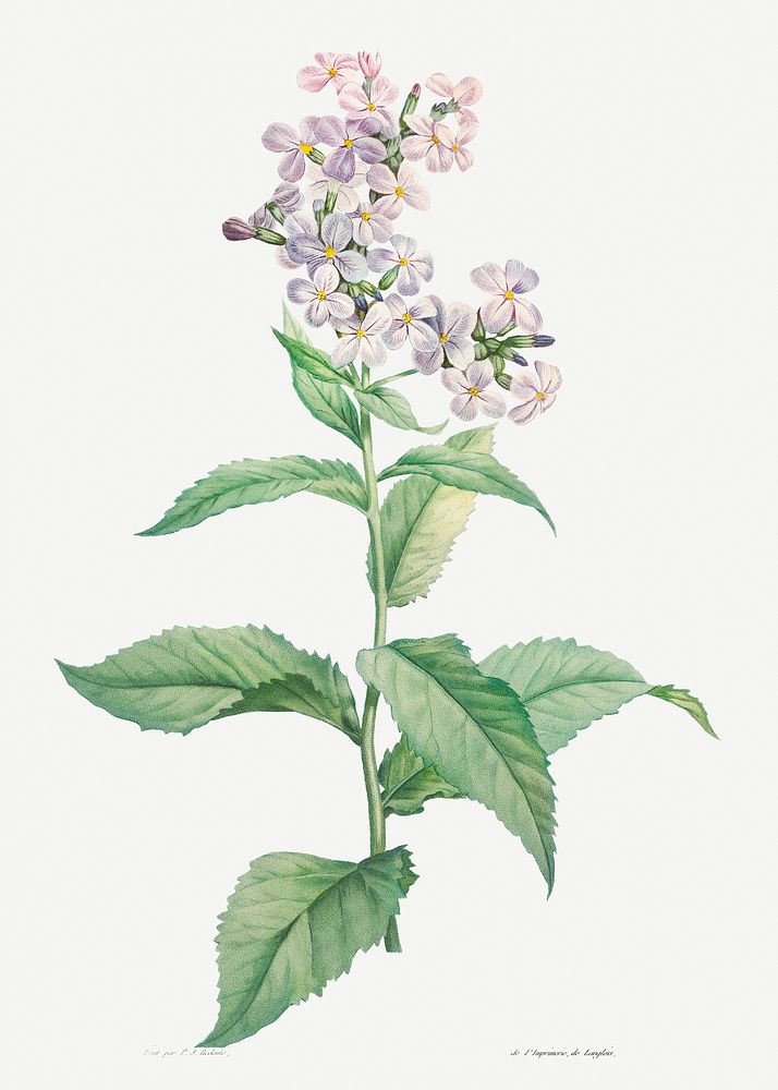 White gillyflower from La botanique de J. J. Rousseau by Pierre-Joseph Redout&eacute; (1759&ndash;1840). Original from the…