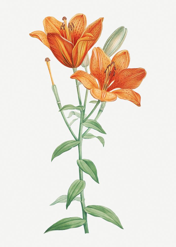 Vintage orange bulbous lily illustration