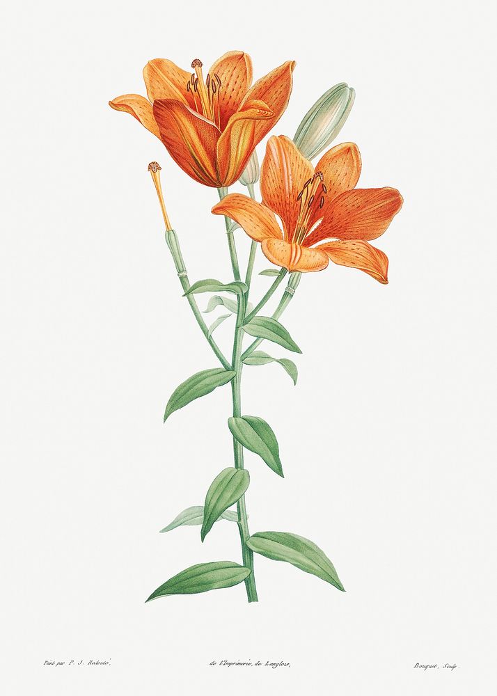 Orange bulbous lily from La botanique de J. J. Rousseau by Pierre-Joseph Redout&eacute; (1759&ndash;1840). Original from the…