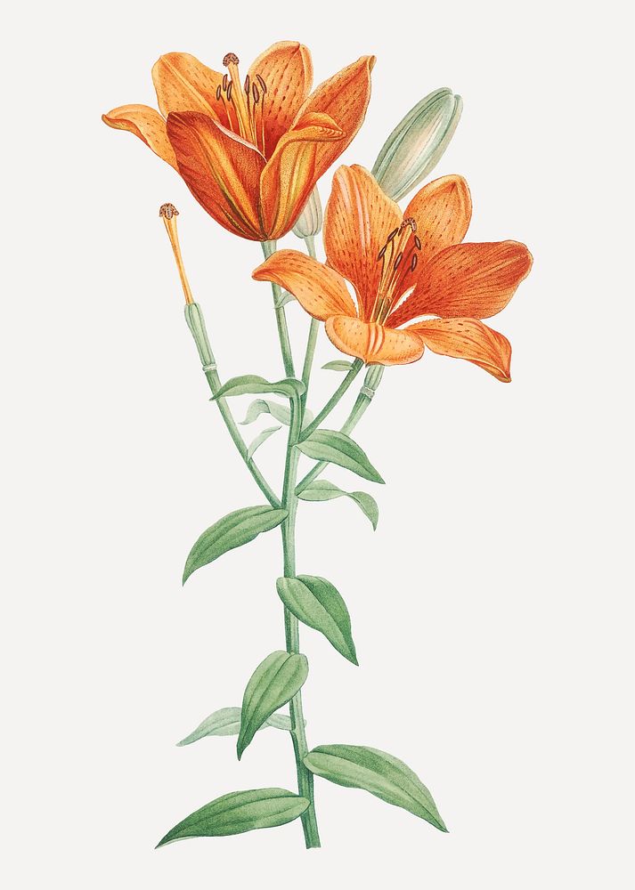Vintage orange bulbous lily vector